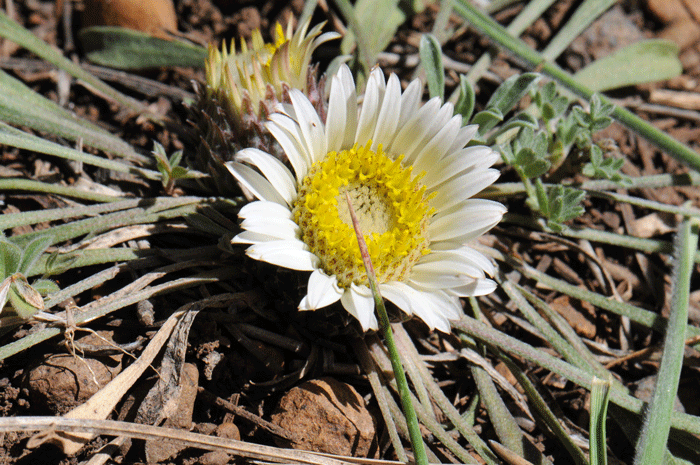 Stemless Townsend Daisy flowers have deep yellow centers consisting of disk florets. Townsendia exscapa